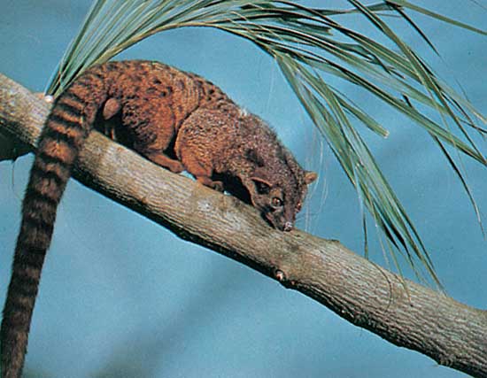 Palm Civet